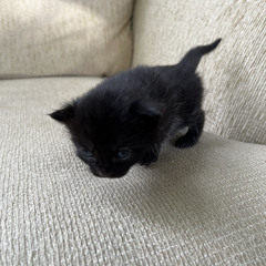 Shyann Nicole Robidoux