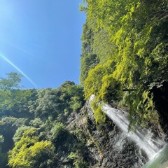 tomei