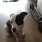 maxie