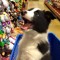 collie