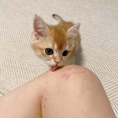 哭哭猫