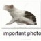 kweh