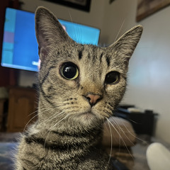 Amy Proper