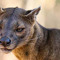 fosa