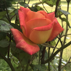 Rose Éphémère (Odile)