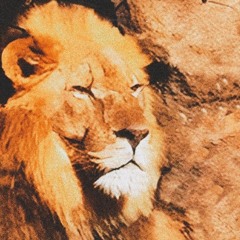Cheeky__Lion