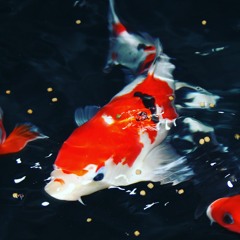 Coy Koi