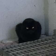 김두환