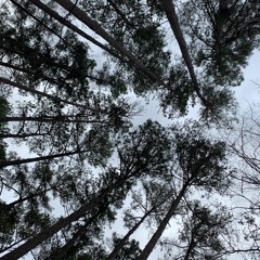 Evening Pines