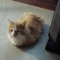 LoafertheCat