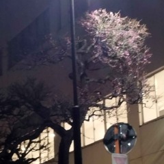 ぷんち / Poonch