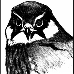 Falcon Gumba/Adaure Publishing