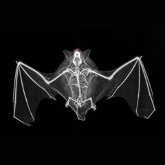 Bat Music Archive