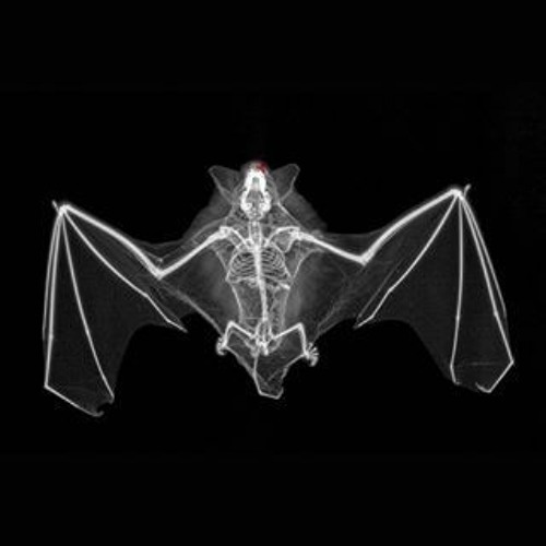 Bat Music Archive’s avatar