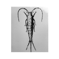 Silverfish