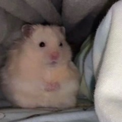MIYUU