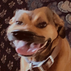 TrexBountier