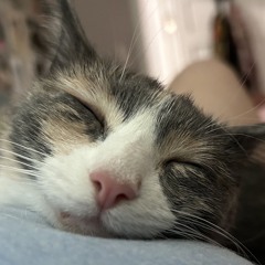 Terrestrial Minstrel