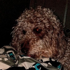 demondog715