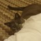 KITCAT