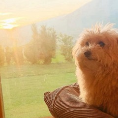 doginsunshine