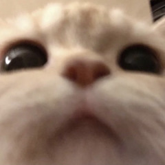 세레나데