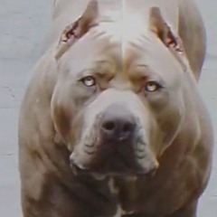 demon pitbull