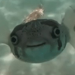 chiarus
