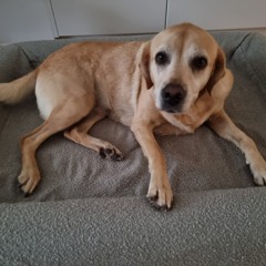 Kieran the dj & ILeen the Labrador