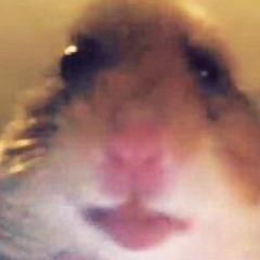 Draco hamster