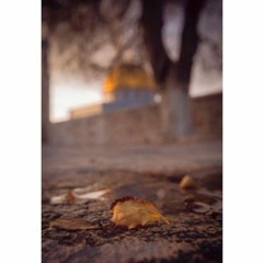 آلاء الشيخ