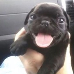 podpisan na pidarasov