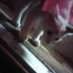 itty bitty bay bay jaz