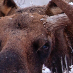 MooseBruceGoose