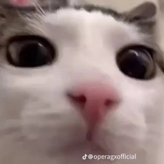 Binzu