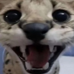 Beepo Boop