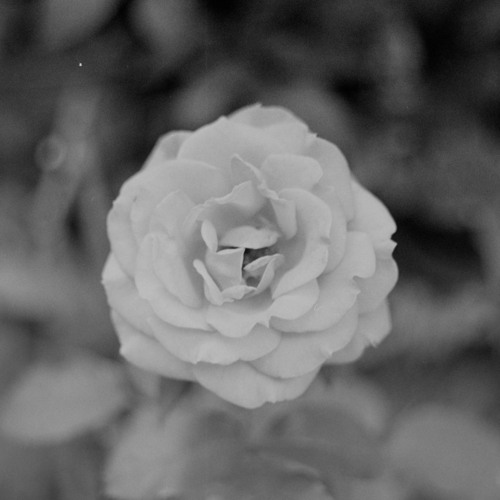 Monochromatic Rose’s avatar