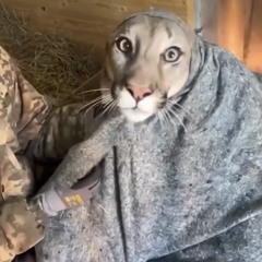 Pelacarpo Avendaño