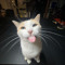 hai