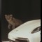 a🐆