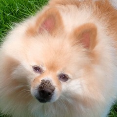 Kirill