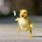 pengg.