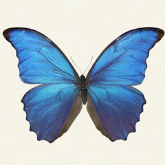 {butterfly_aesthetic}