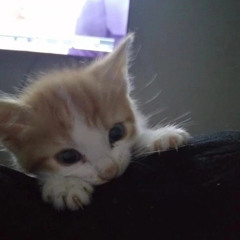 meow