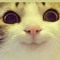 horvis
