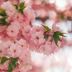 أبرار عبد المنصف