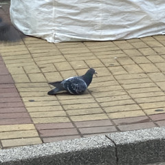 아스라이