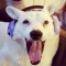 wingedtherianwithpaws