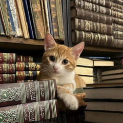 محمد مأمون المحايري