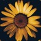 SunFlowrGhost